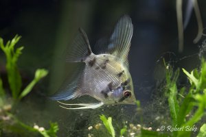 Angelfish - Pterophyllum scalare