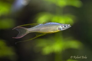 Threadfin rainbowfish -  Iriatherina werneri