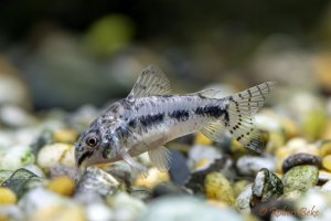 Salt and pepper catfish - Corydoras habrosus