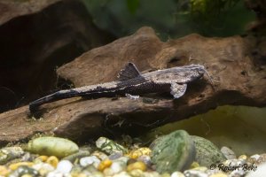 Banjo Catfish - Bunocephalus coracoideus