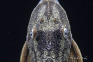Blue eyed redfin pleco - Hypostomus soniae