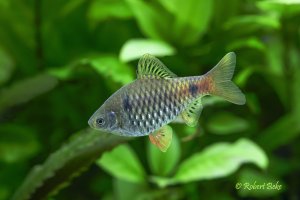 Pethia reval - Red fin barb