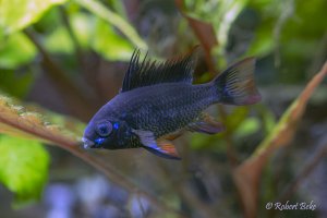 Mikrogeophagus ramirezi - Black Knight Ram