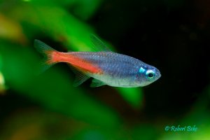 Diamond Head Neon Tetra - Paracheirodon innesi