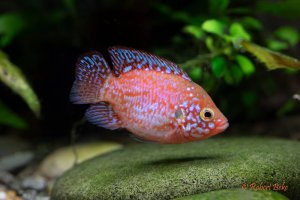 Media 'Balloon Jewel Cichlid - Hemichromis bimaculatus' in album 'Akvarijumske ribe'
