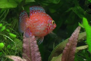 Media 'Balloon Jewel Cichlid   Hemichromis bimaculatus' in category 'Filmovi'