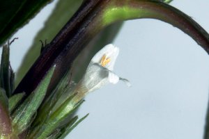 Blue Hygrophila - Hygrophila angustifolia