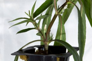 Blue Hygrophila - Hygrophila angustifolia