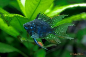 Black Knight Balloon Ram - Mikrogeophagus ramirezi