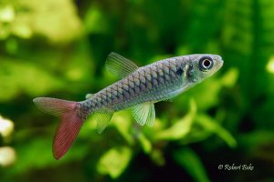 Pinktail chalceus - Chalceus macrolepidotus