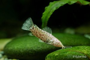 Megalechis thoracata - Albino Port Hoplo Catfish