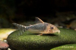 Seuss' Cory -  Brochis  seussi