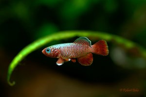 Nothobranchius rubripinnis