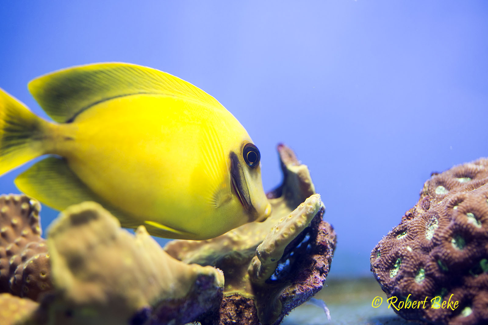 Acanthurus pyroferus - Chocolate tang