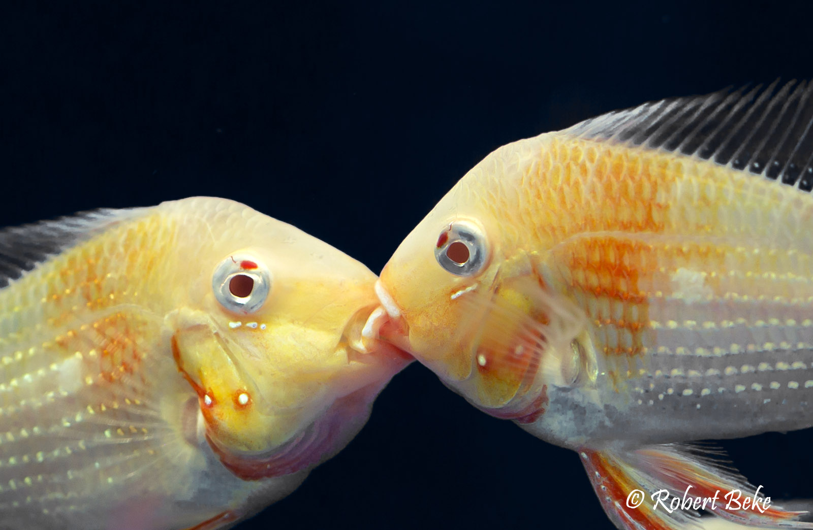 Albino Threadfin Acara - Acarichthys heckelii