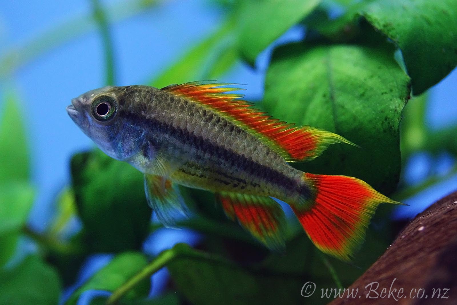 Apistogramma cacatuoides