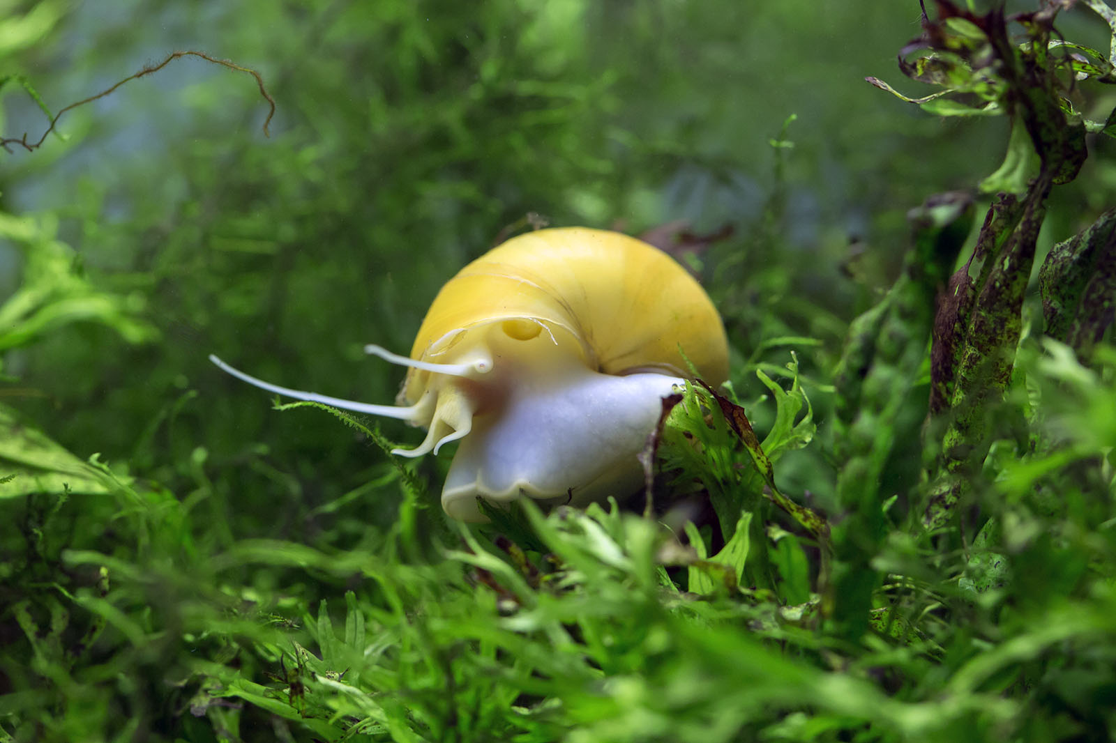 Apple Snail - Pomacea diffusa