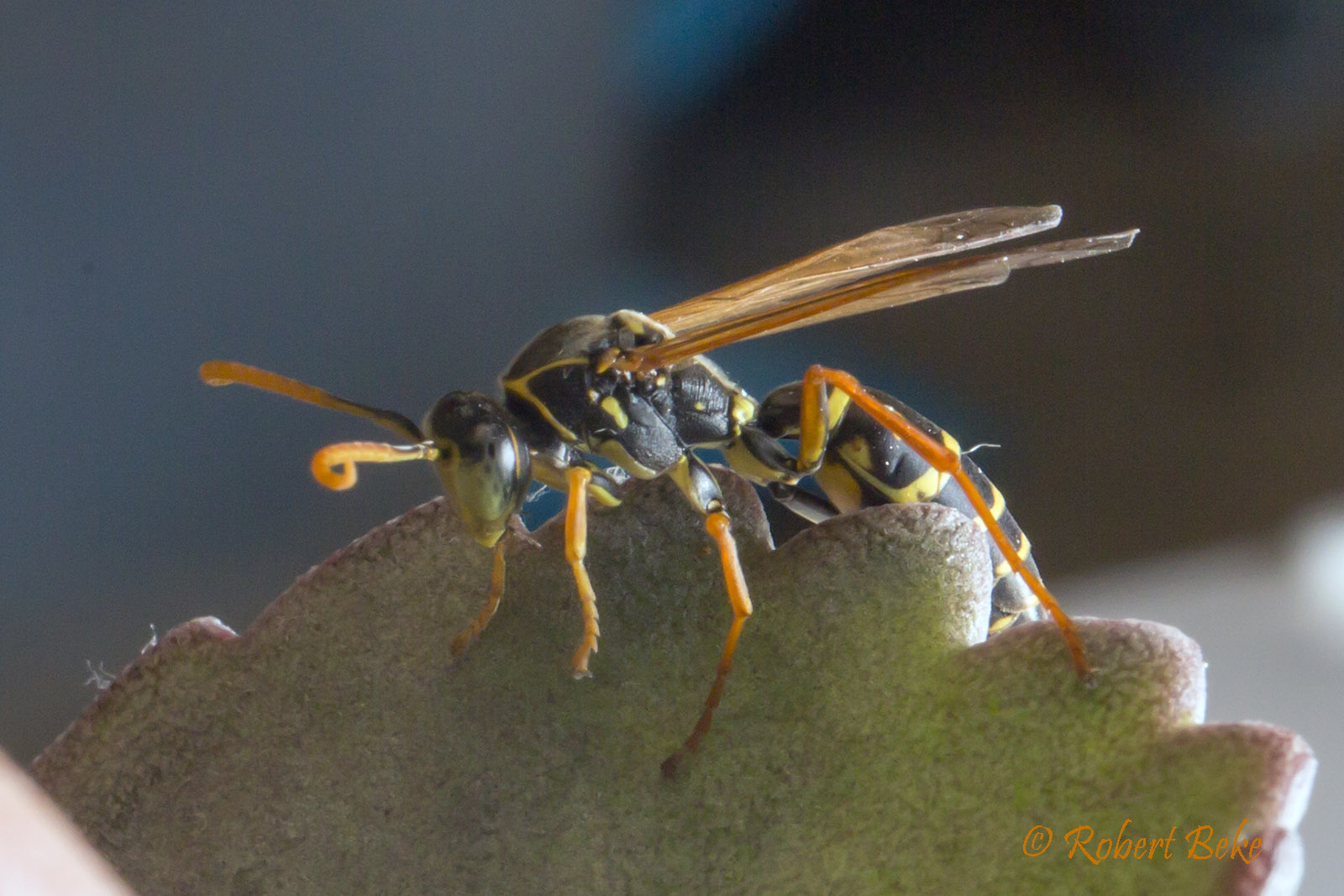 Asian Paper wasp