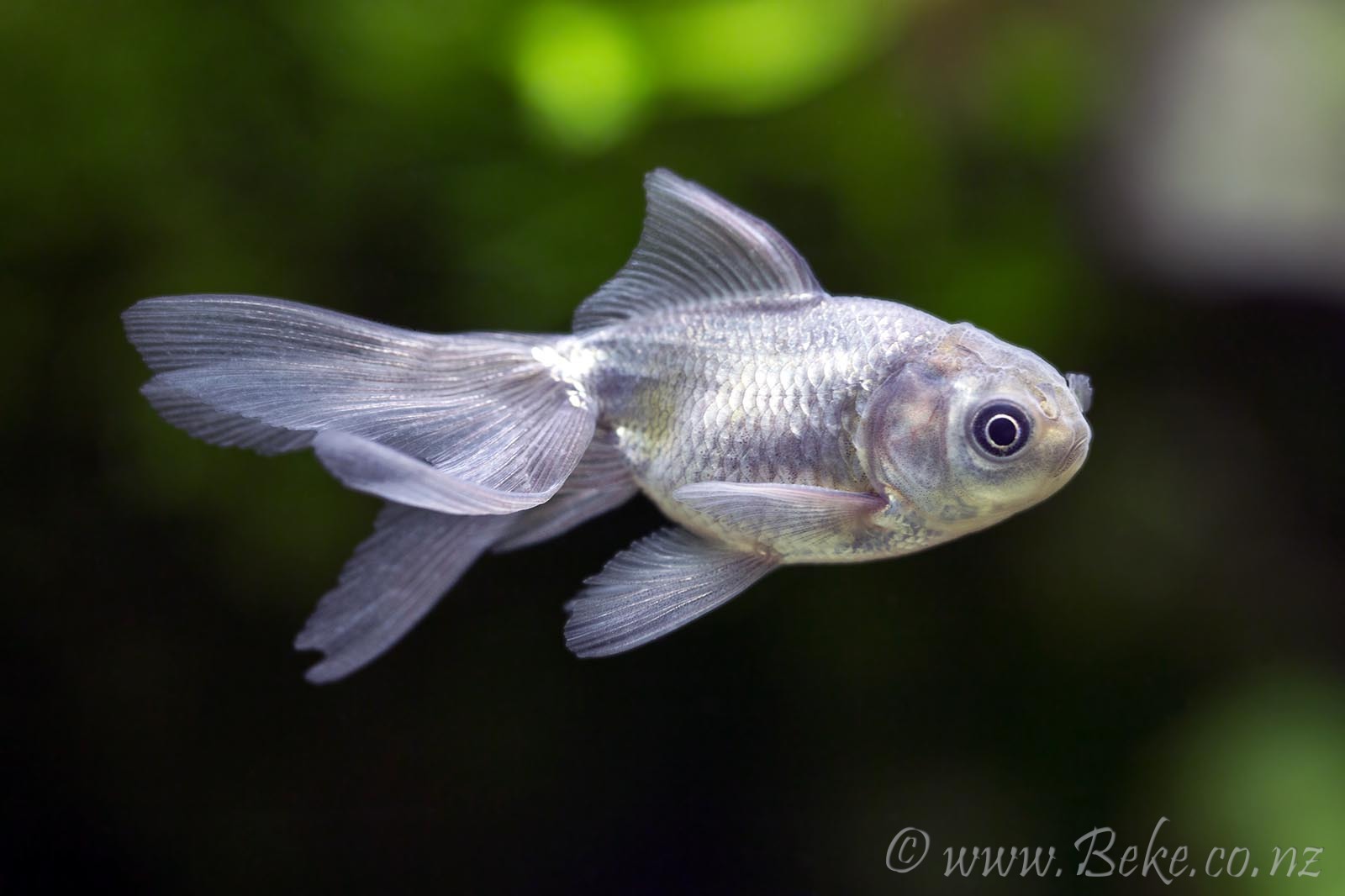 Carassius auratus