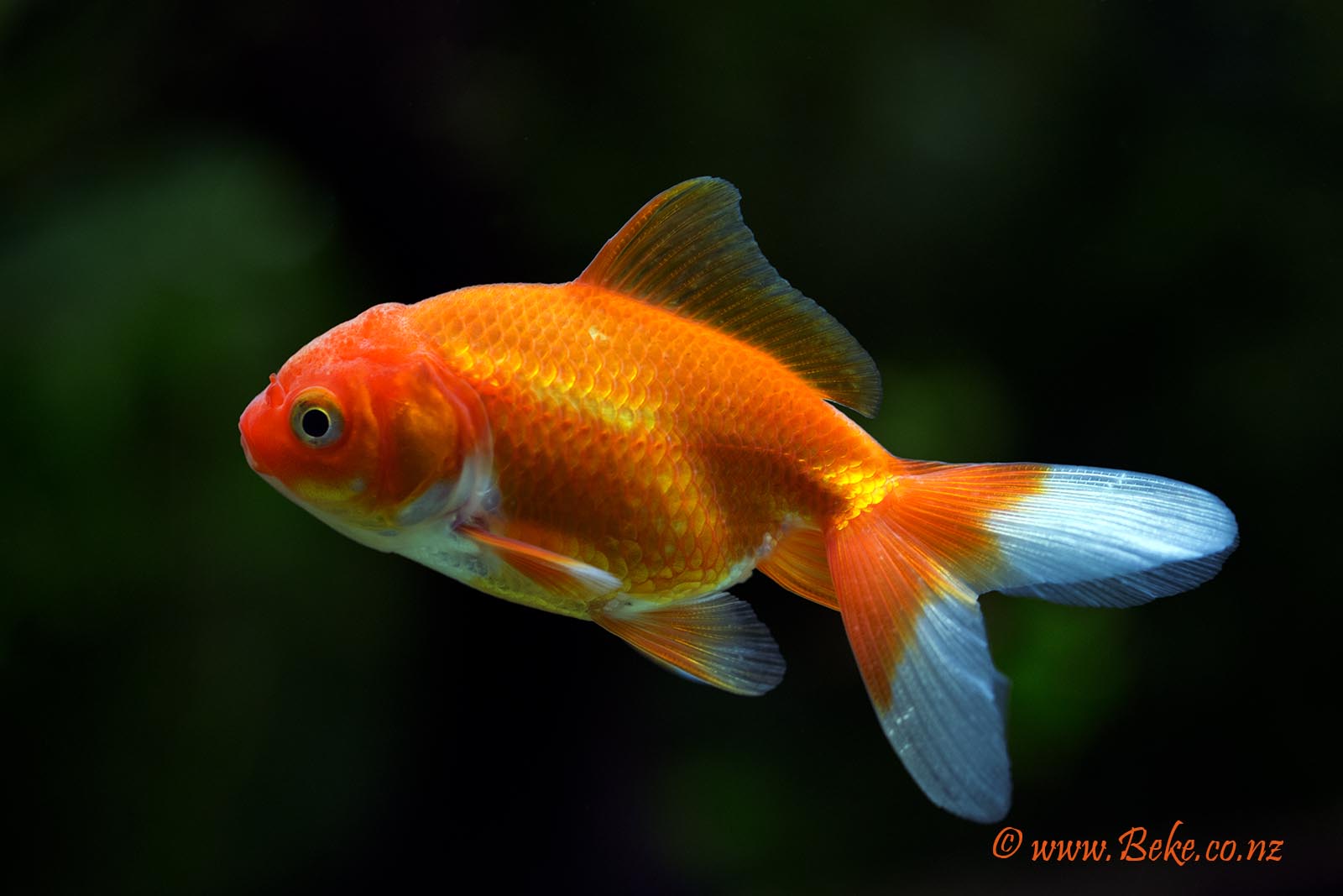 Carassius auratus | Akvaristika i teraristika