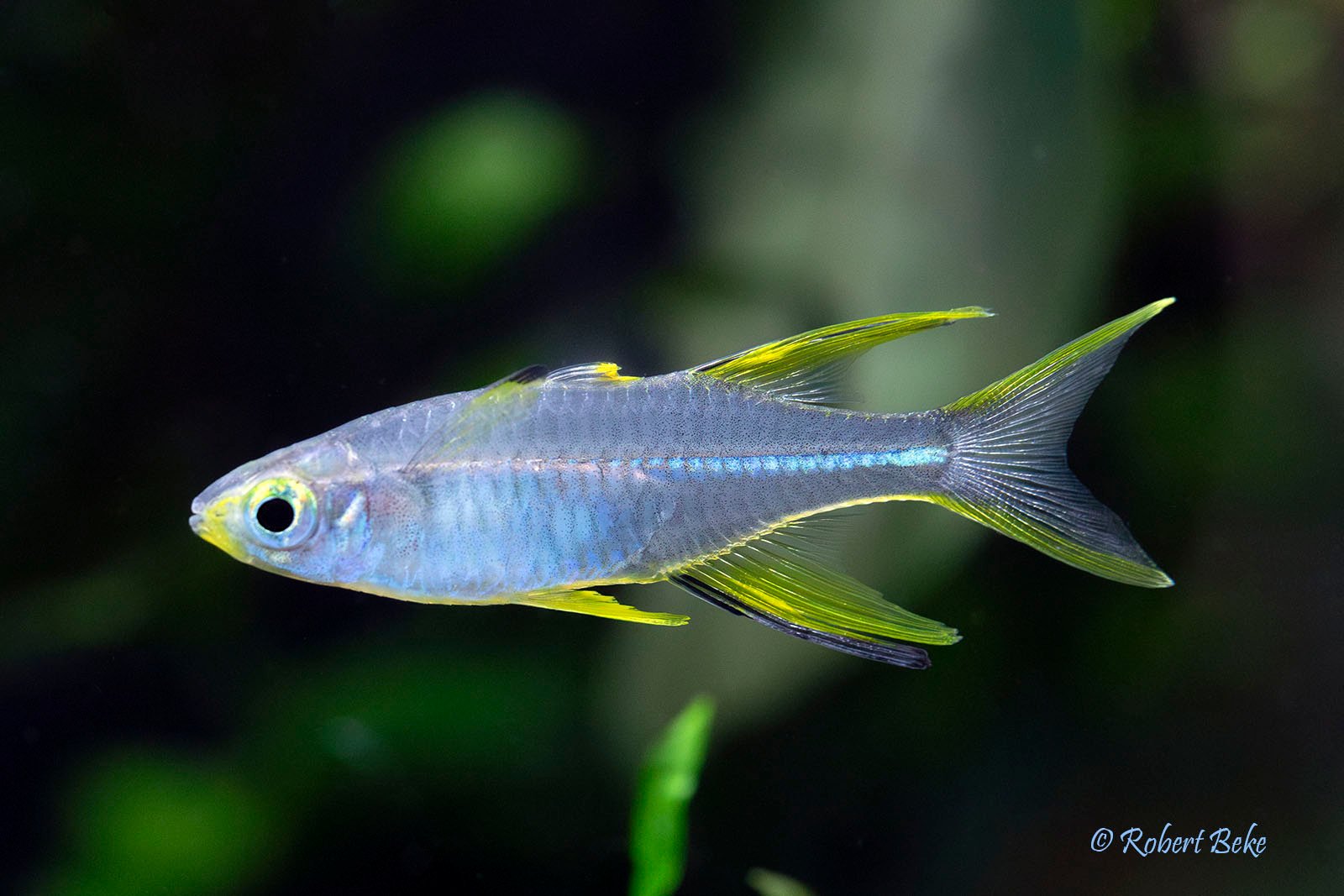Celebes rainbowfish - Marosatherina ladigesi