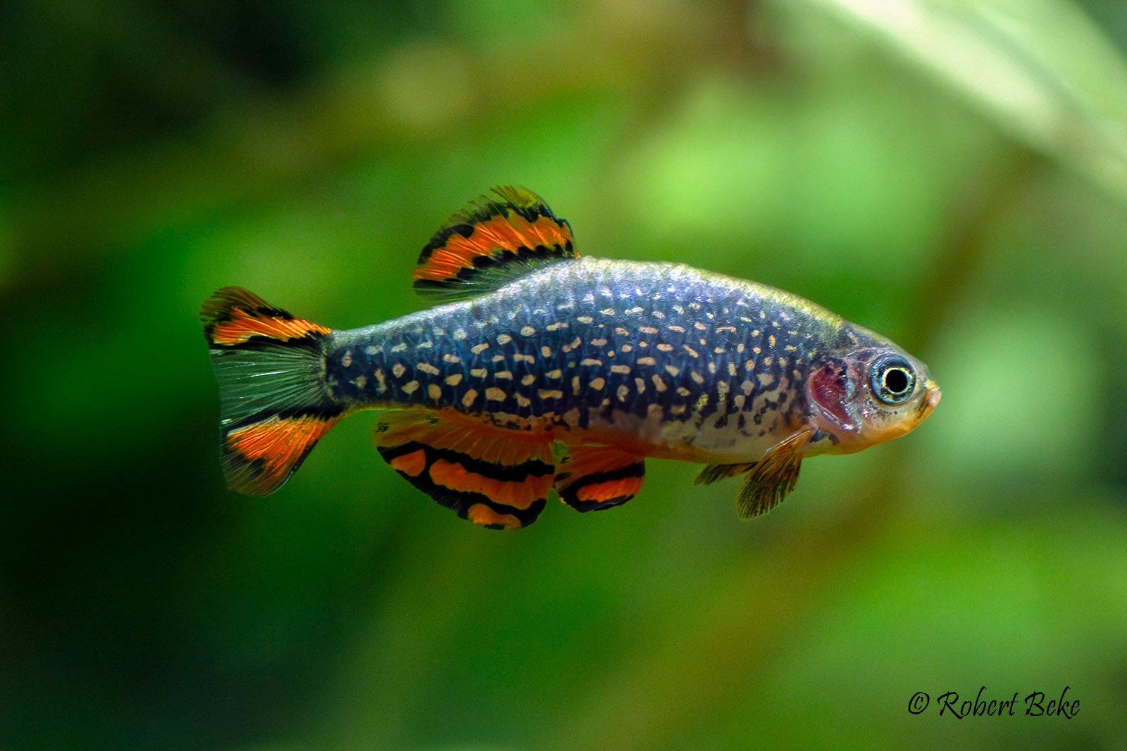 Celestial Pearl Danio  - Danio margaritatus
