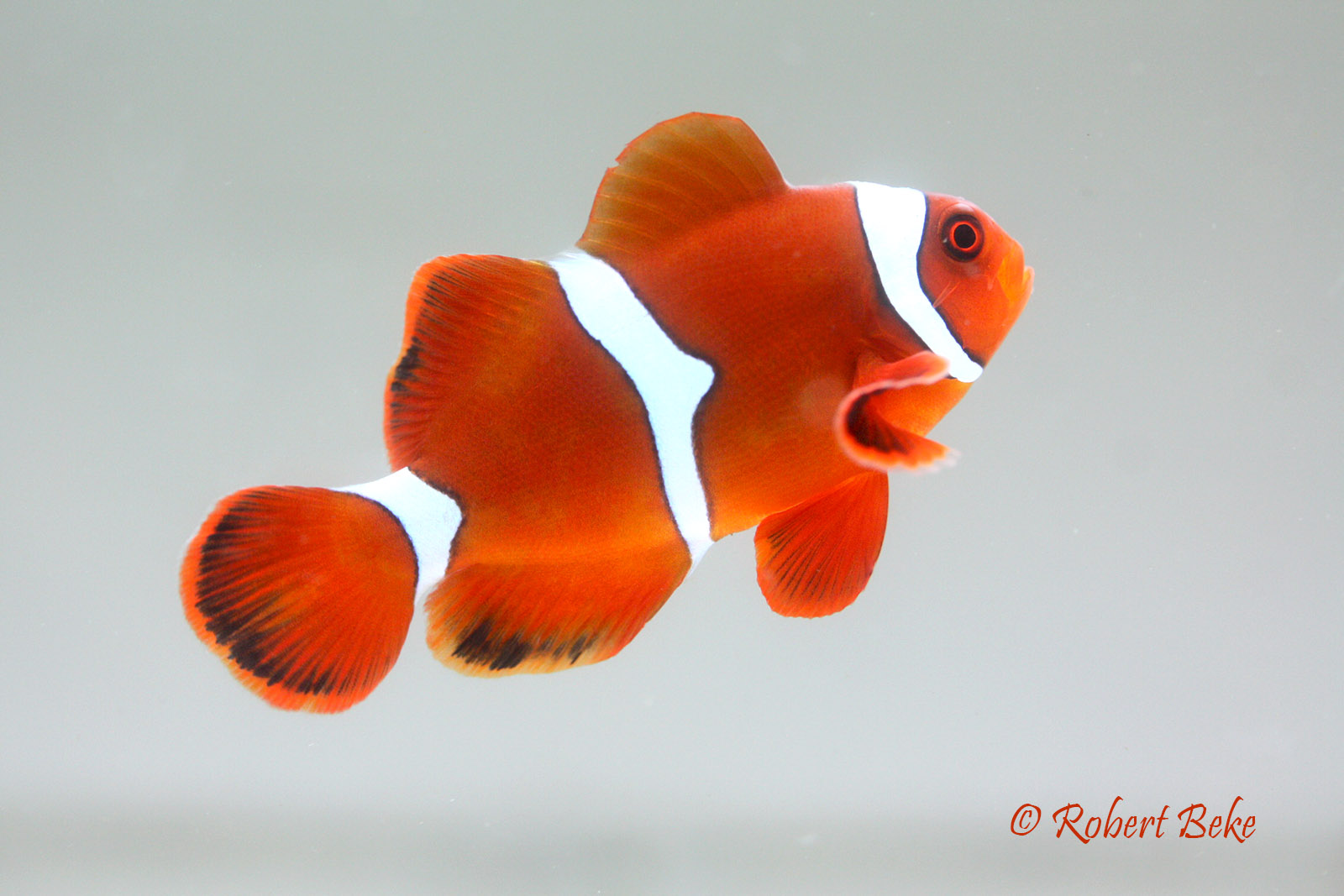 Clown Anemonefish - Amphiprion ocellaris