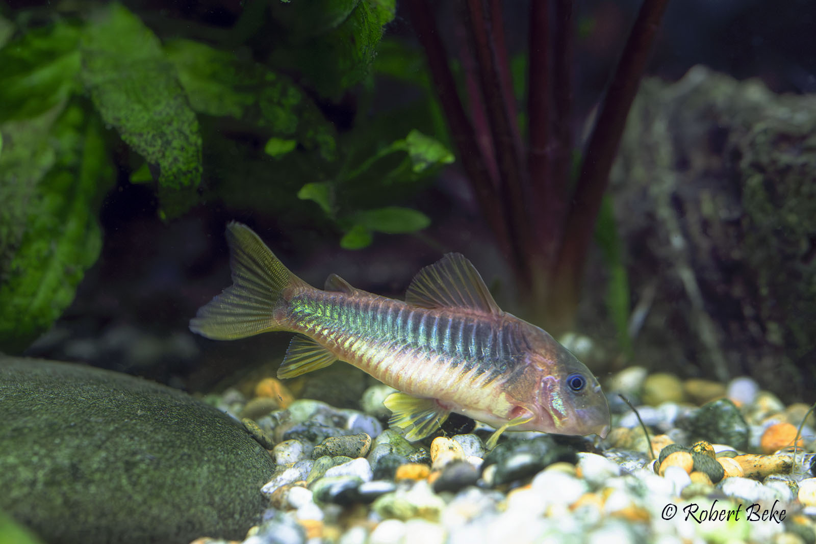 Corydoras melanotaenia - Green Gold Cory