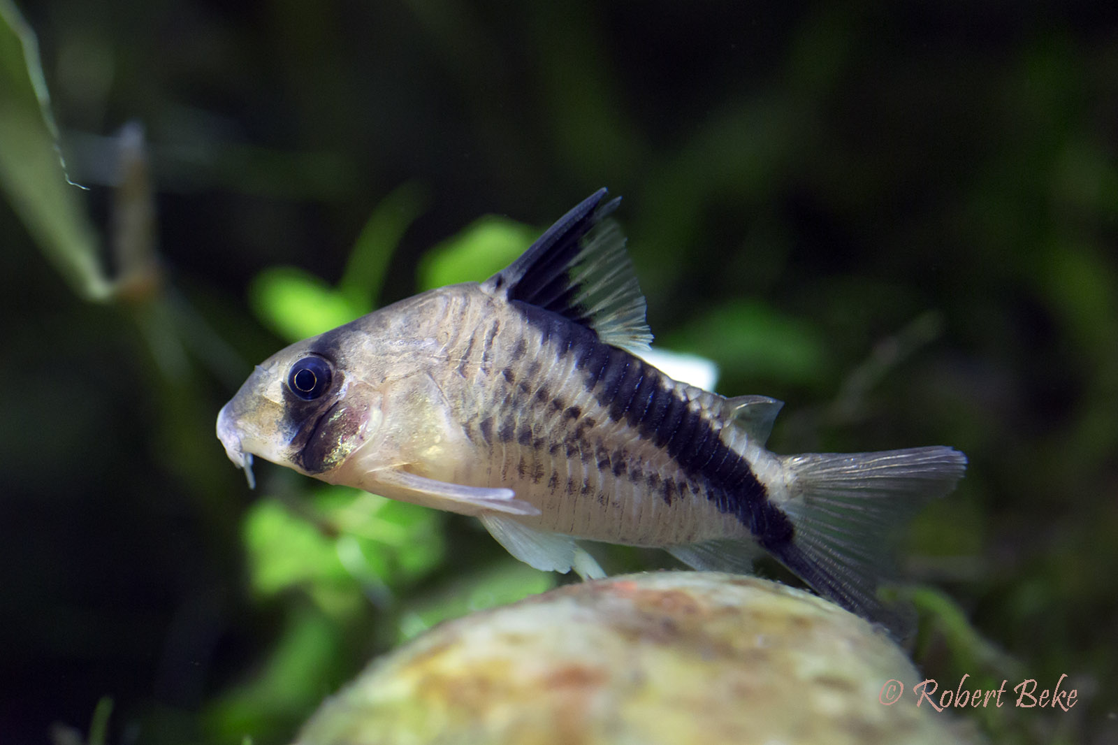 Corydoras melini | Akvaristika i teraristika