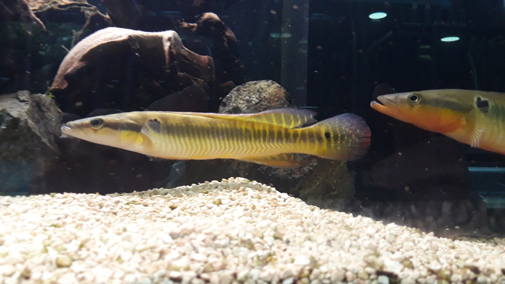 Crenicichla zebrina