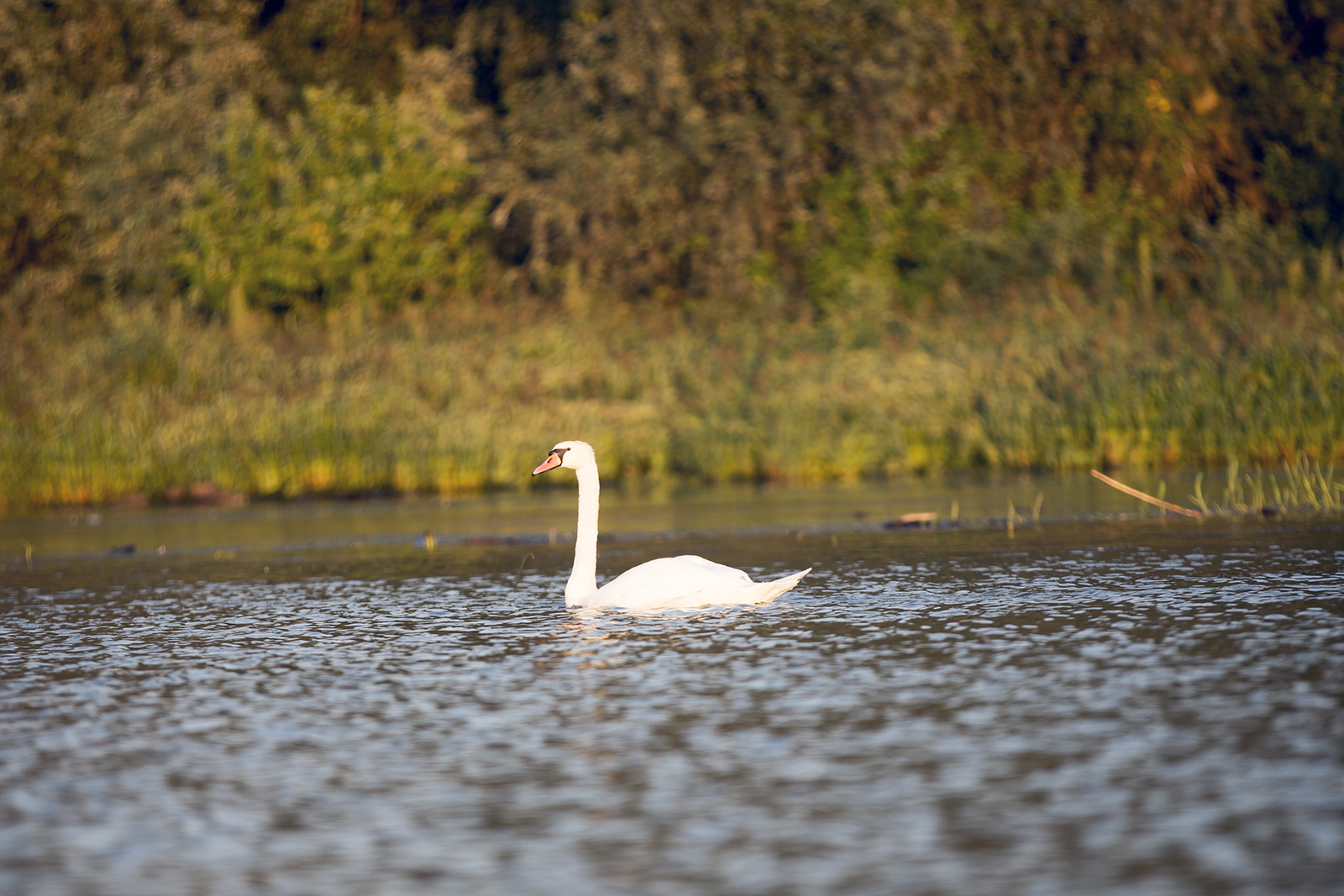 Cygnus olor - Labud grbac