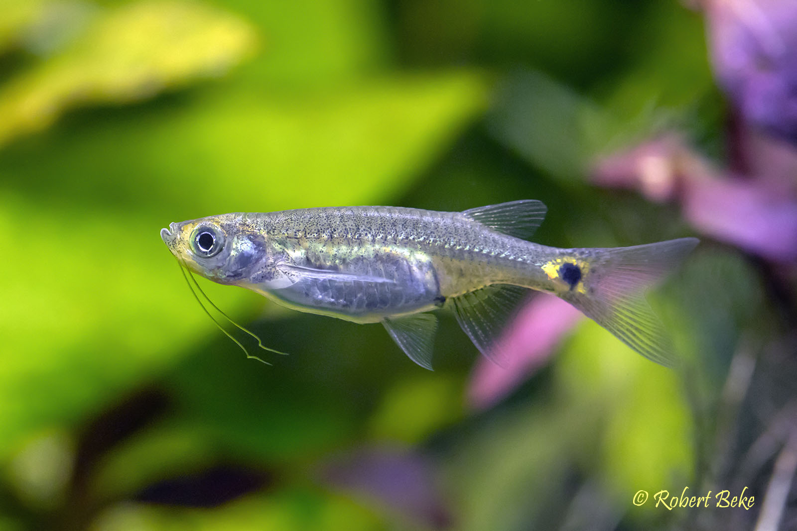 Flying barbs  - Esomus caudiocellatus