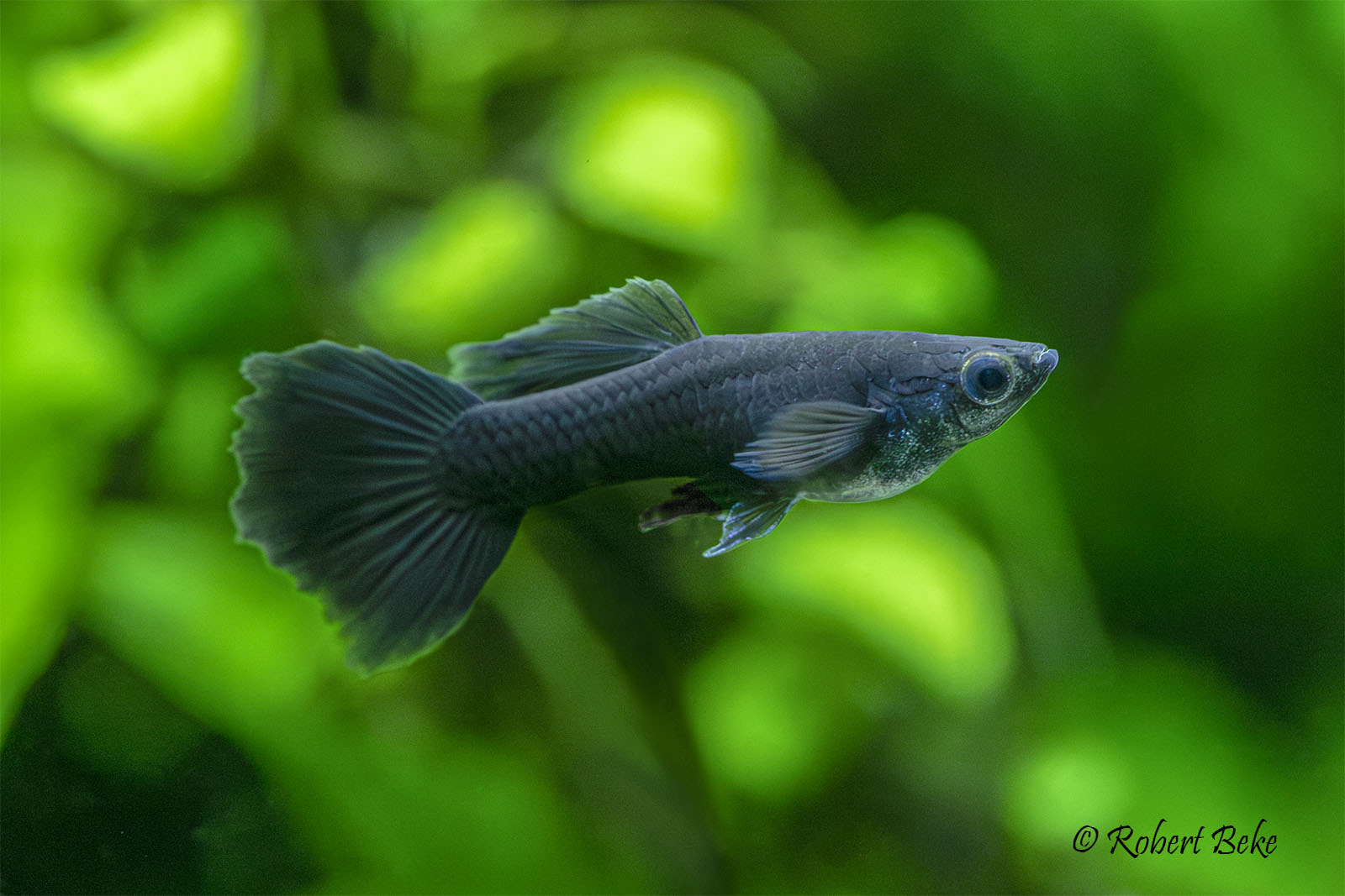 Full Black Guppy - Poecilia reticulata | Akvaristika i teraristika