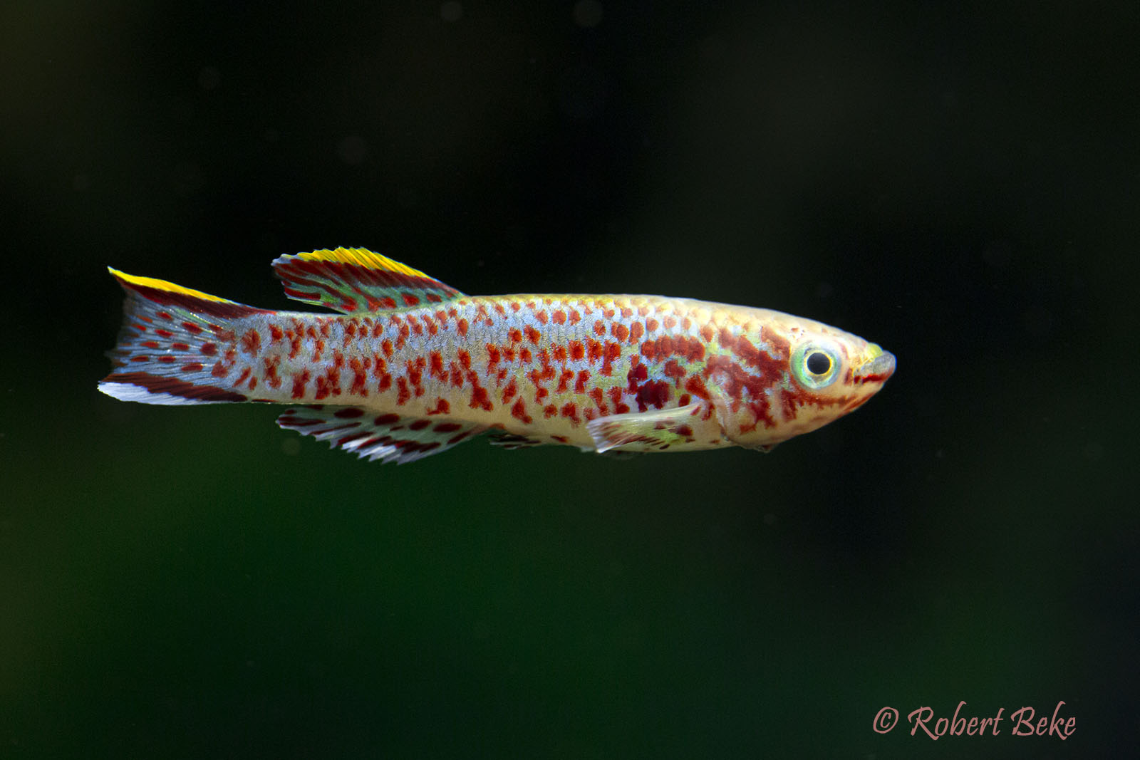 Fundulopanchax gardneri - Gardneri Killifish