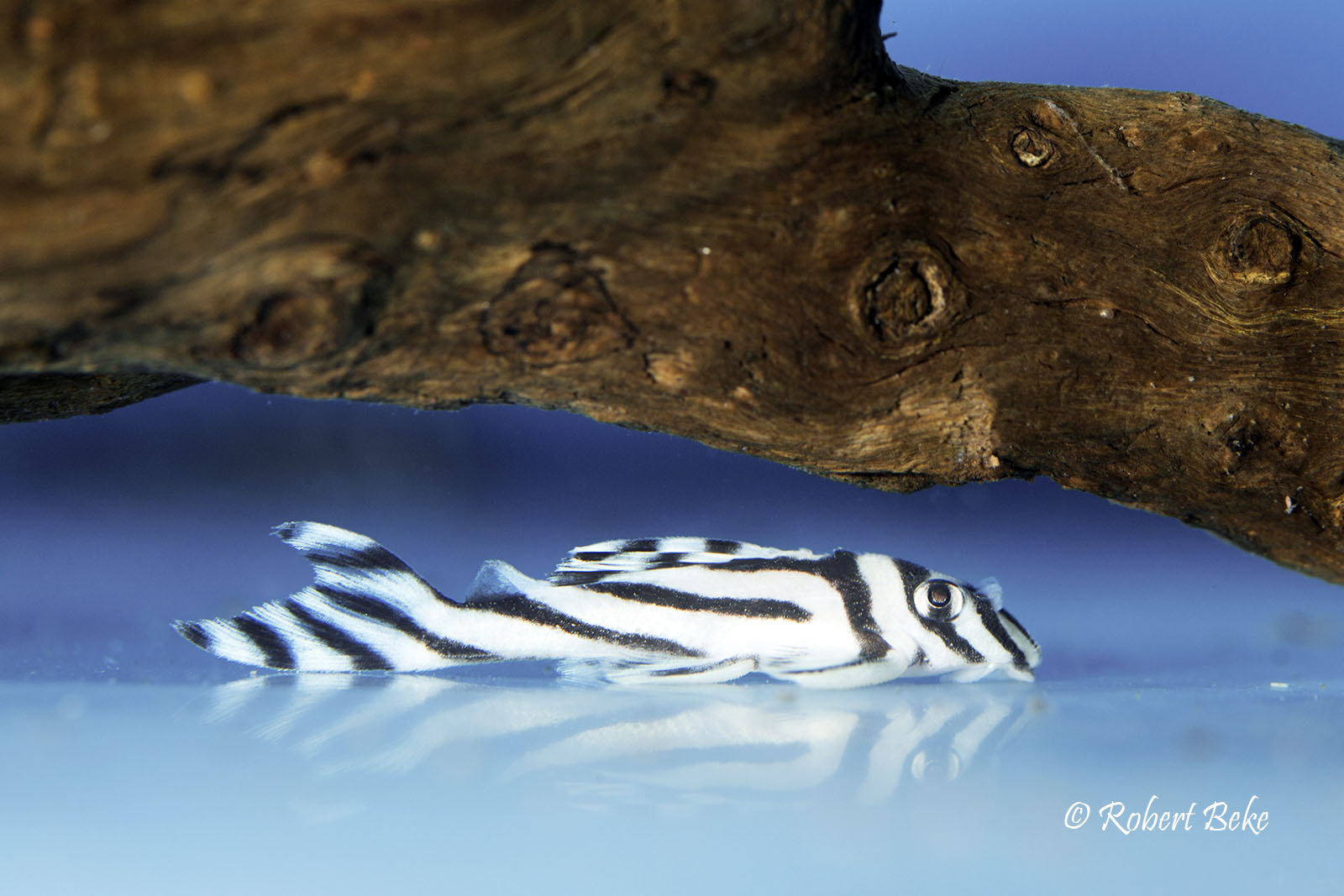 Hypancistrus zebra