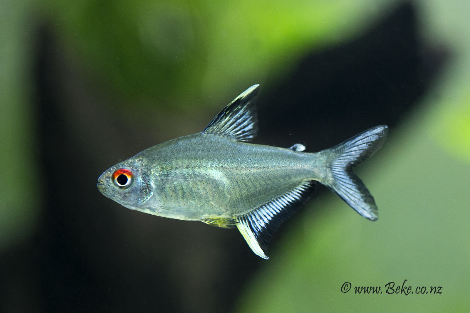 Hyphessobrycon pulchripinnis