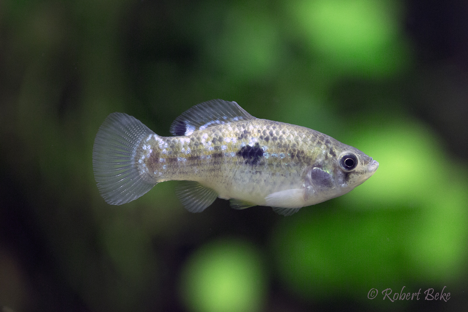 Jordanella floridae - American flagfish