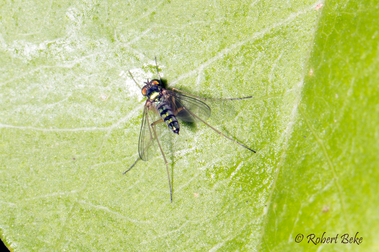 Long legged fly - Euarthropoda