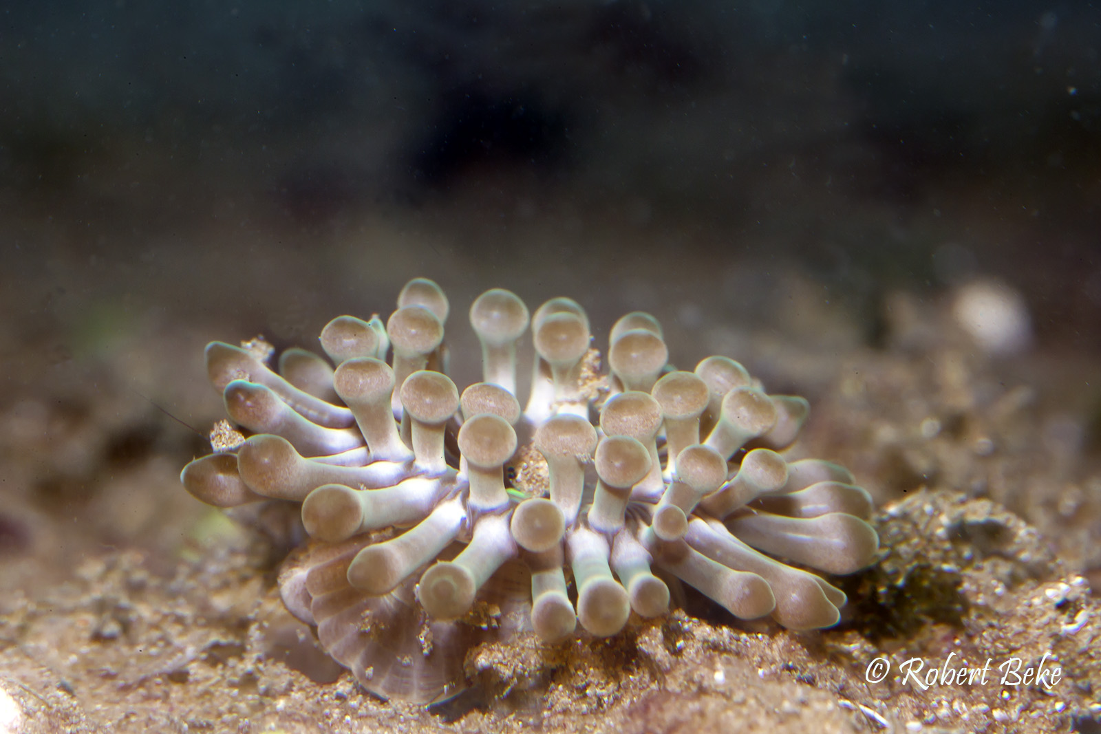 Majano anemone