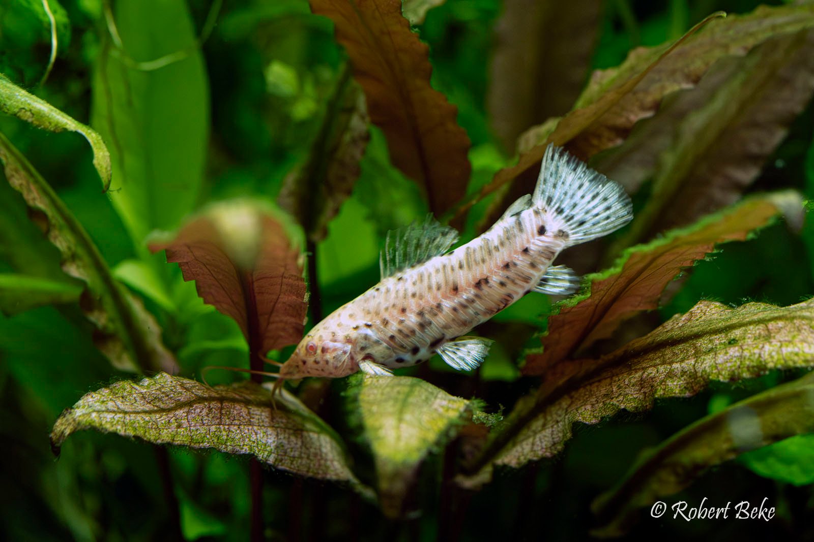 Megalechis thoracata - Albino Port Hoplo Catfish