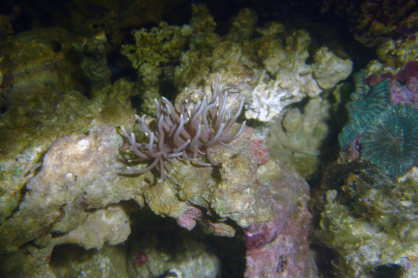Phyllodesmium briareum -  Sea slug
