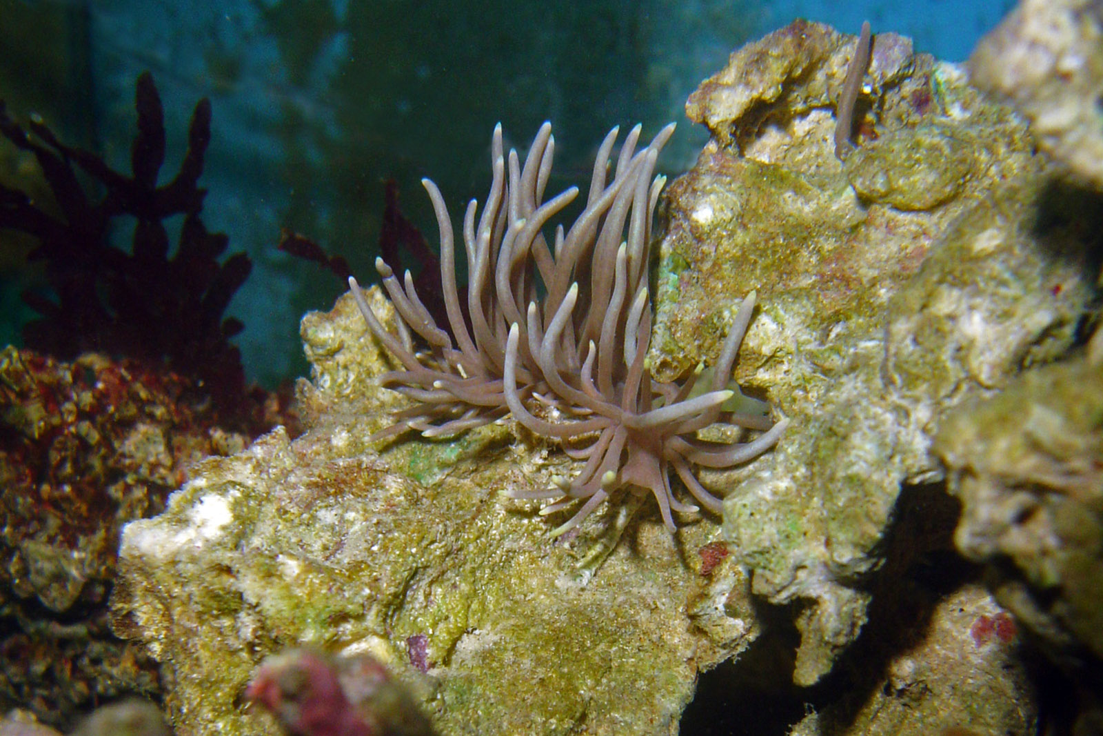 Phyllodesmium briareum -  Sea slug