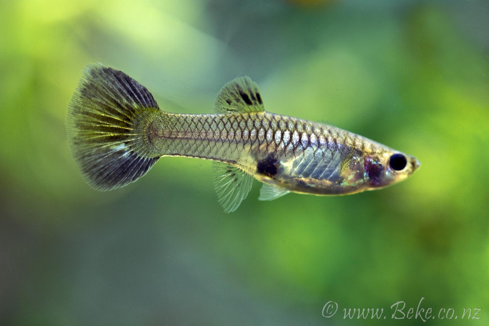 Poecilia reticulata | Akvaristika i teraristika