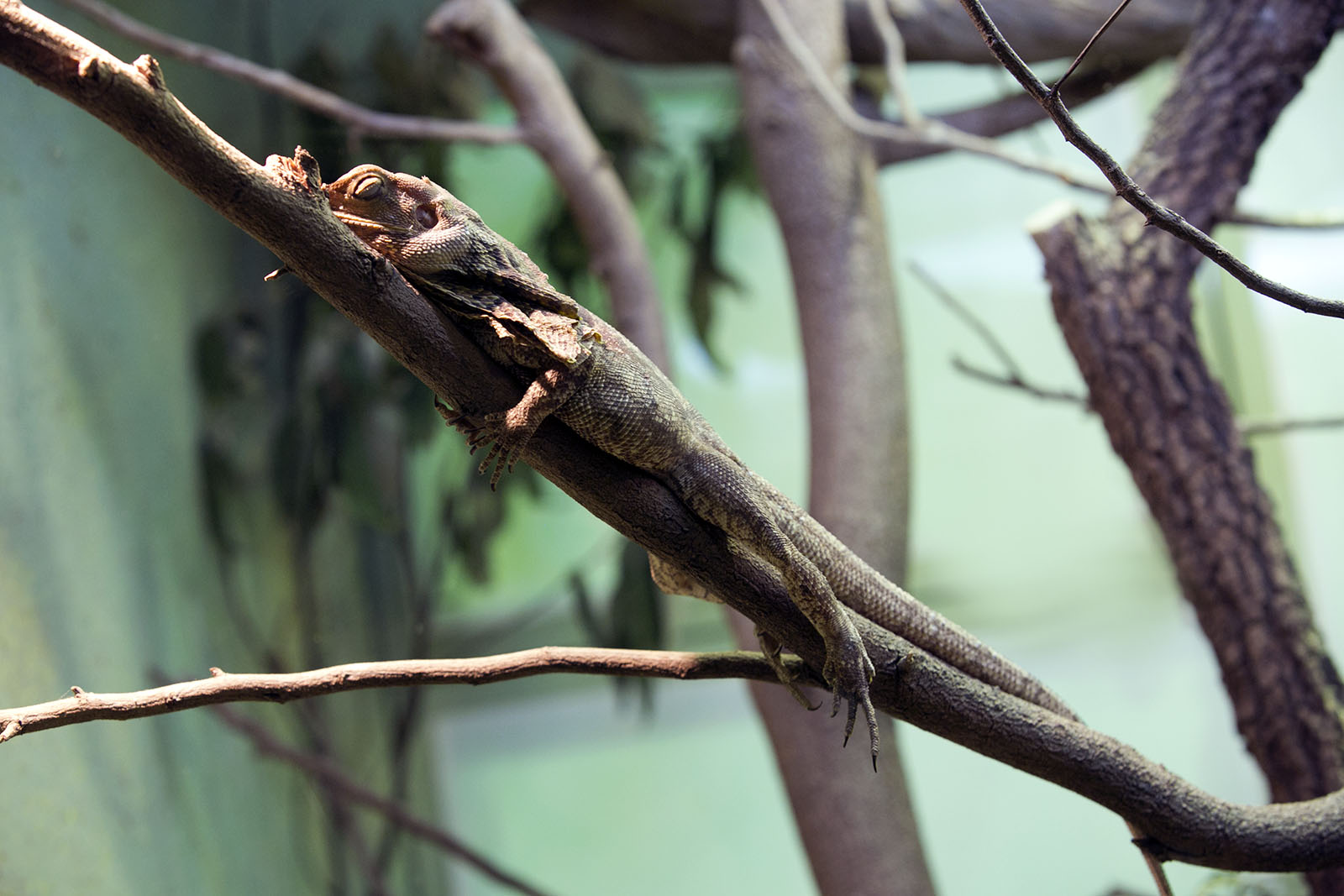 Pogona sp.