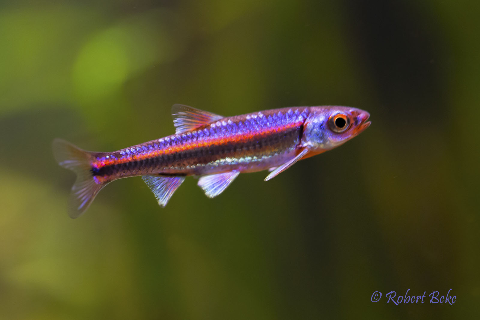 Rainbow shiner - Notropis chrosomus | Akvaristika i teraristika