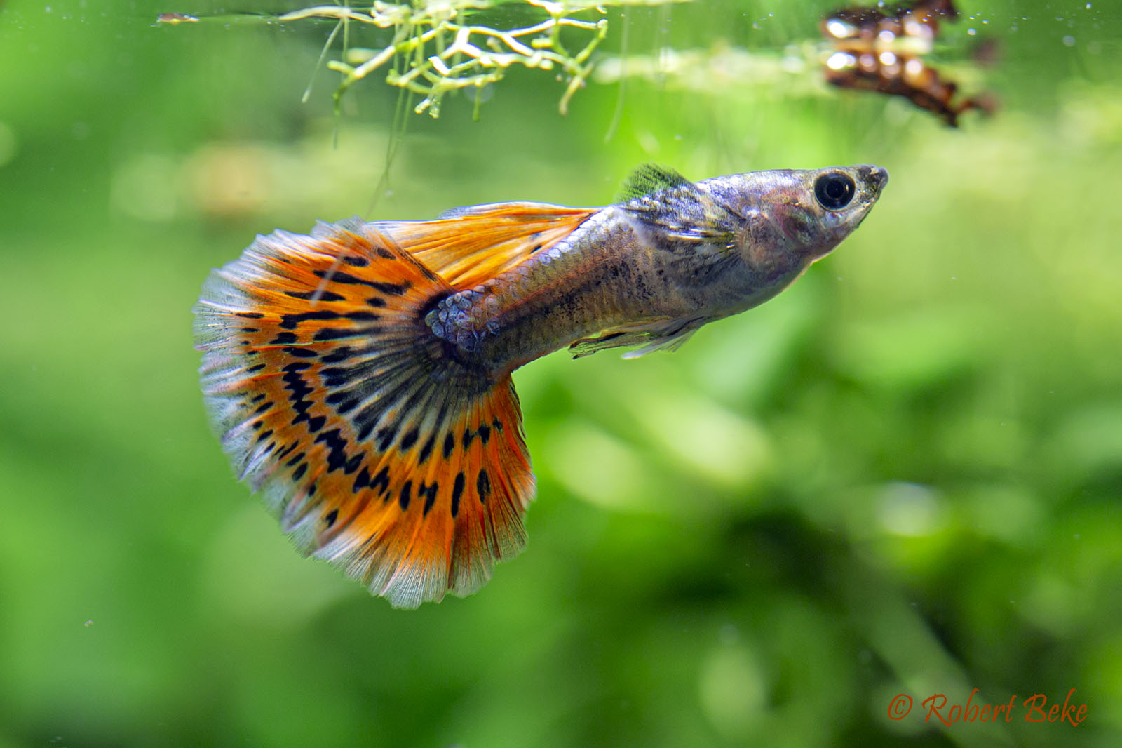 Red Mosaic Dumbo Guppy