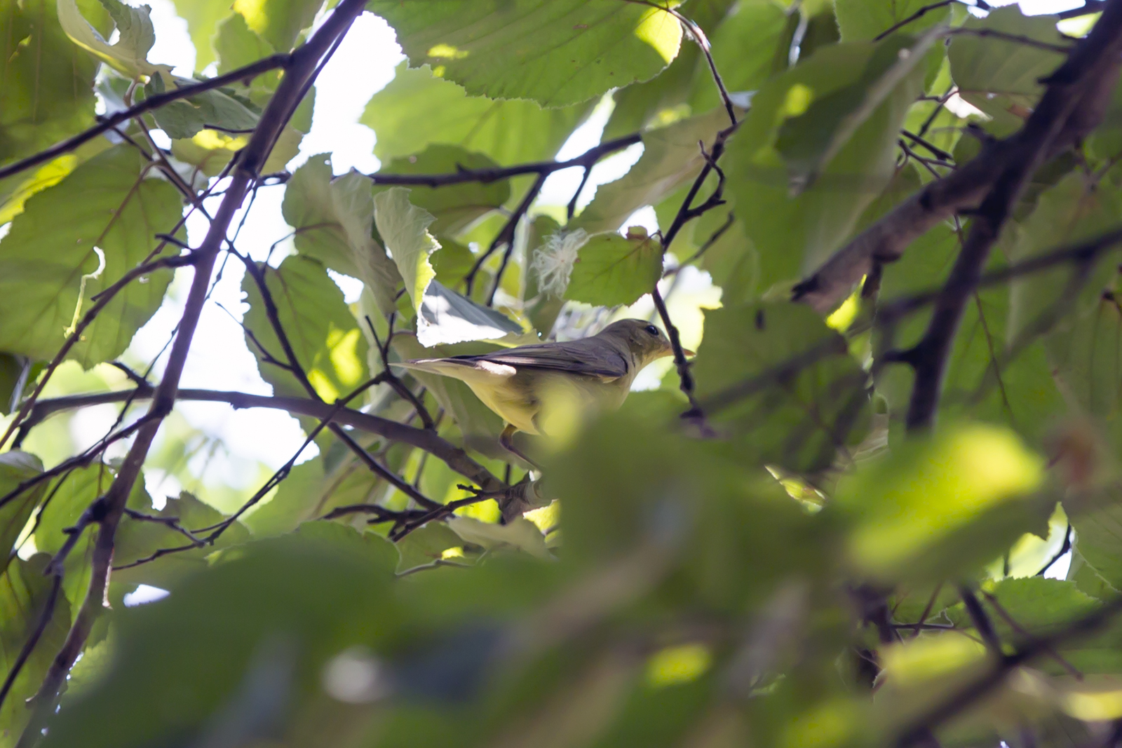 Šumski zviždak - Phylloscopus sibilatrix