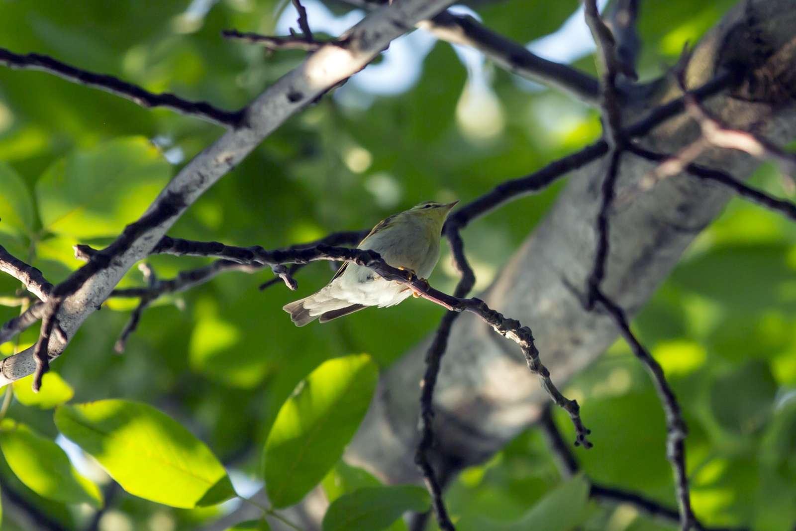 Šumski zviždak - Phylloscopus sibilatrix