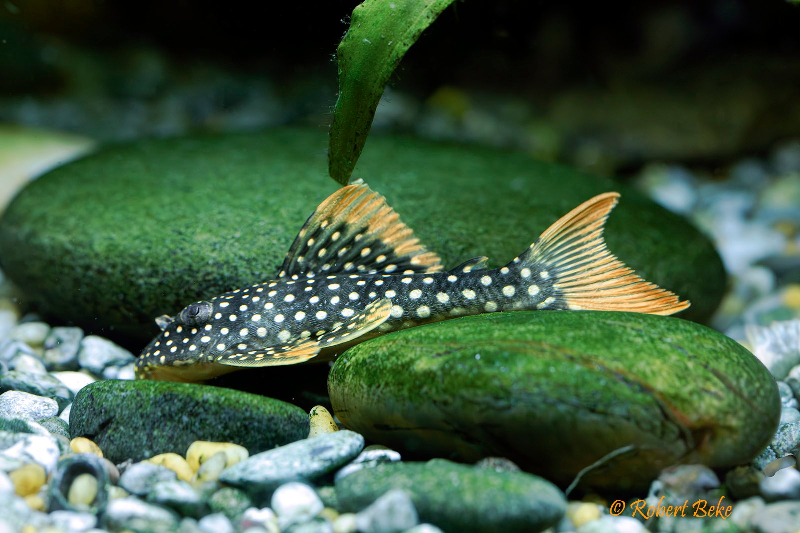 Sunshine Pleco - Scobinancistrus aureatus