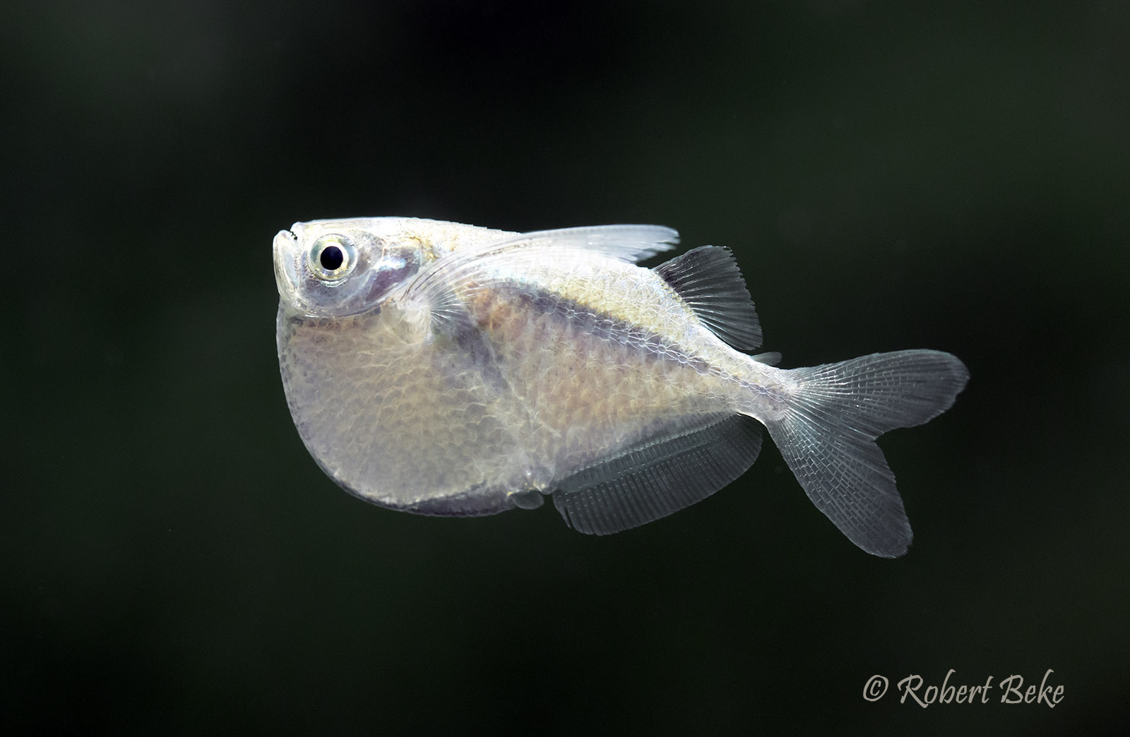 Thoracocharax stellatus - Spotfin Hatchetfish